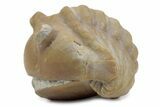 Bargain, Enrolled Fossil Asaphus Expansus Trilobite - Russia #363220-2